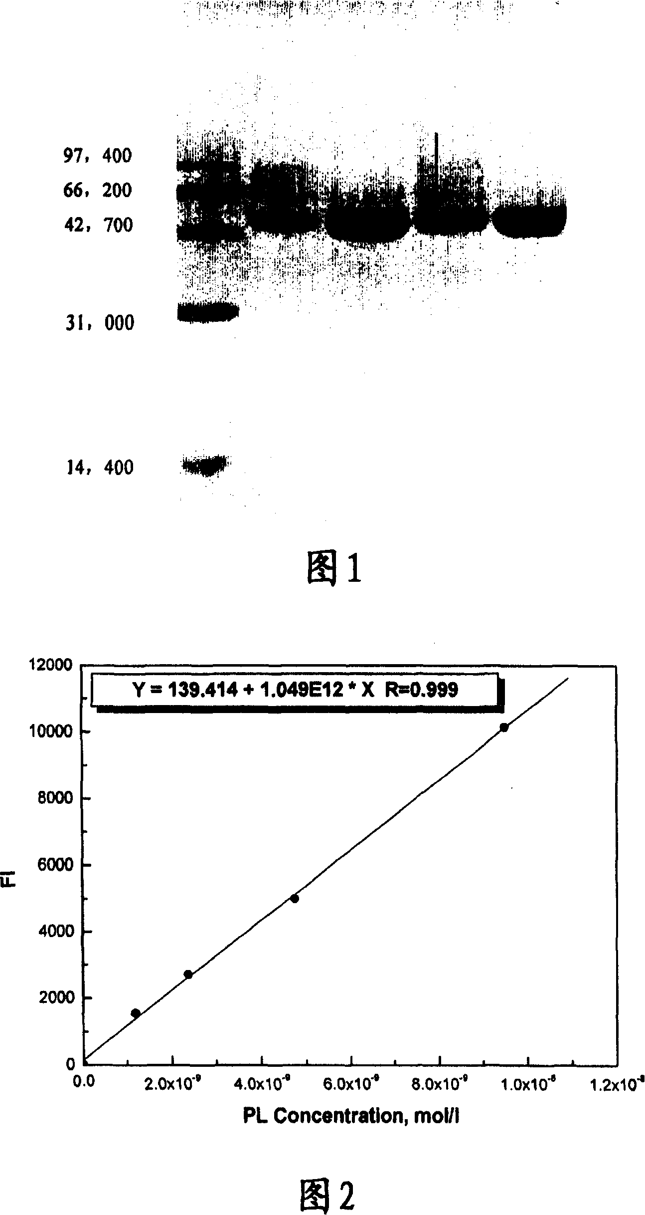 Method for screening pancreatic lipase restrainer from traditional Chinese medicine