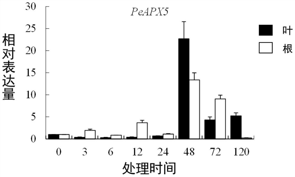 Phyllostachys edulis PeAPX5 gene and application