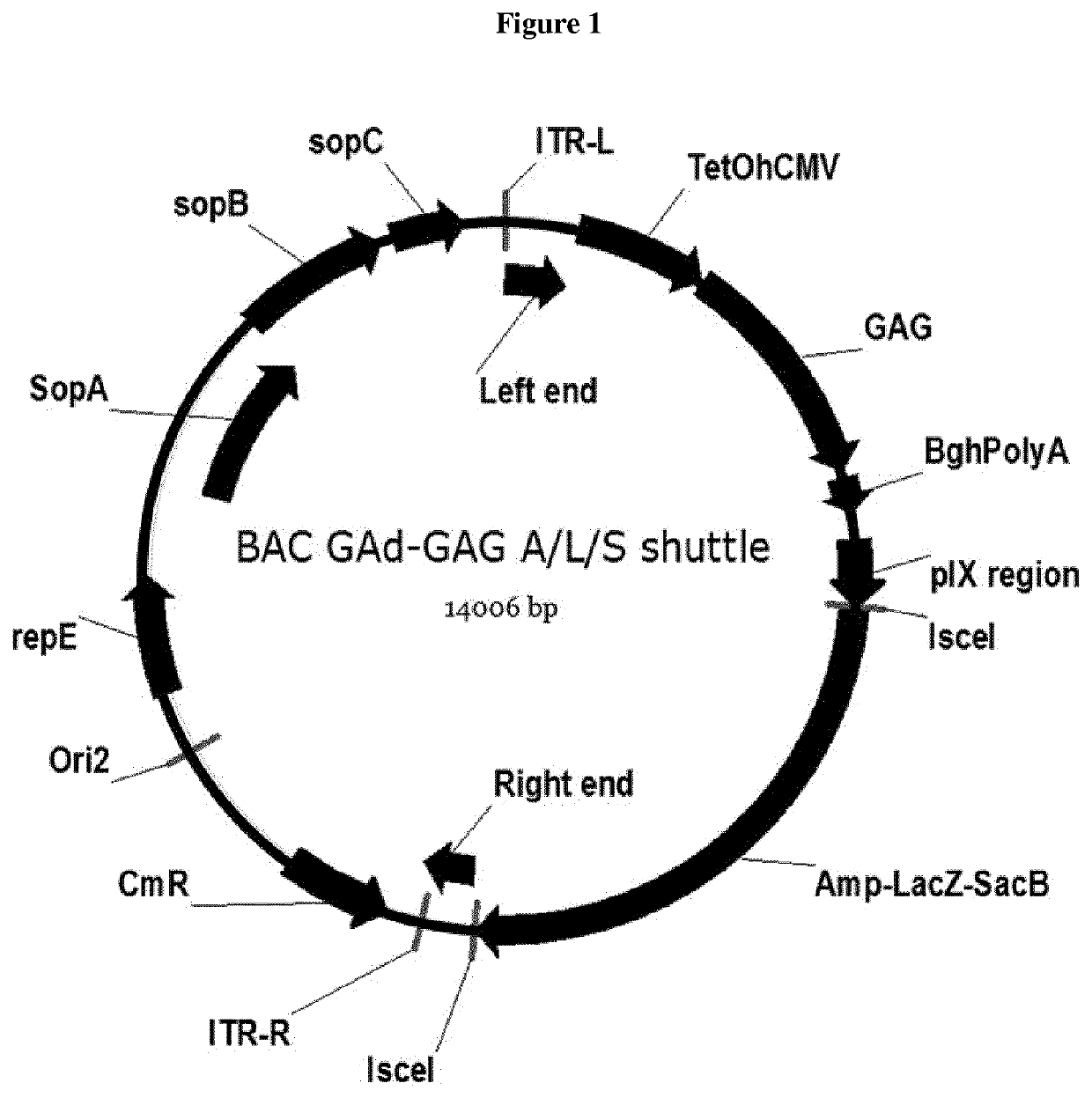 Non human great apes adenovirus nucleic acid- and amino acid-sequences, vectors containing same, and uses thereof