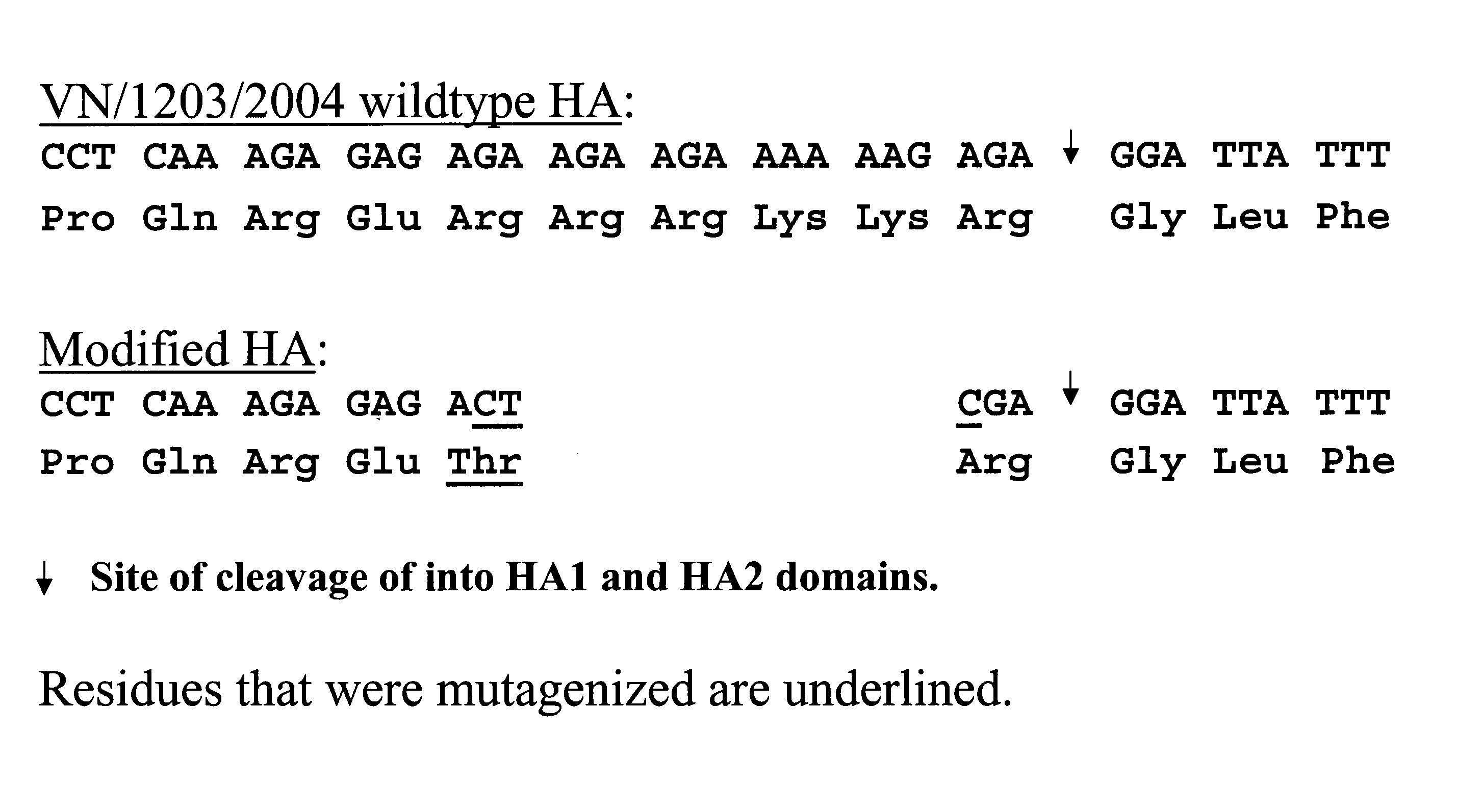 Influenza hemagglutinin and neuraminidase variants