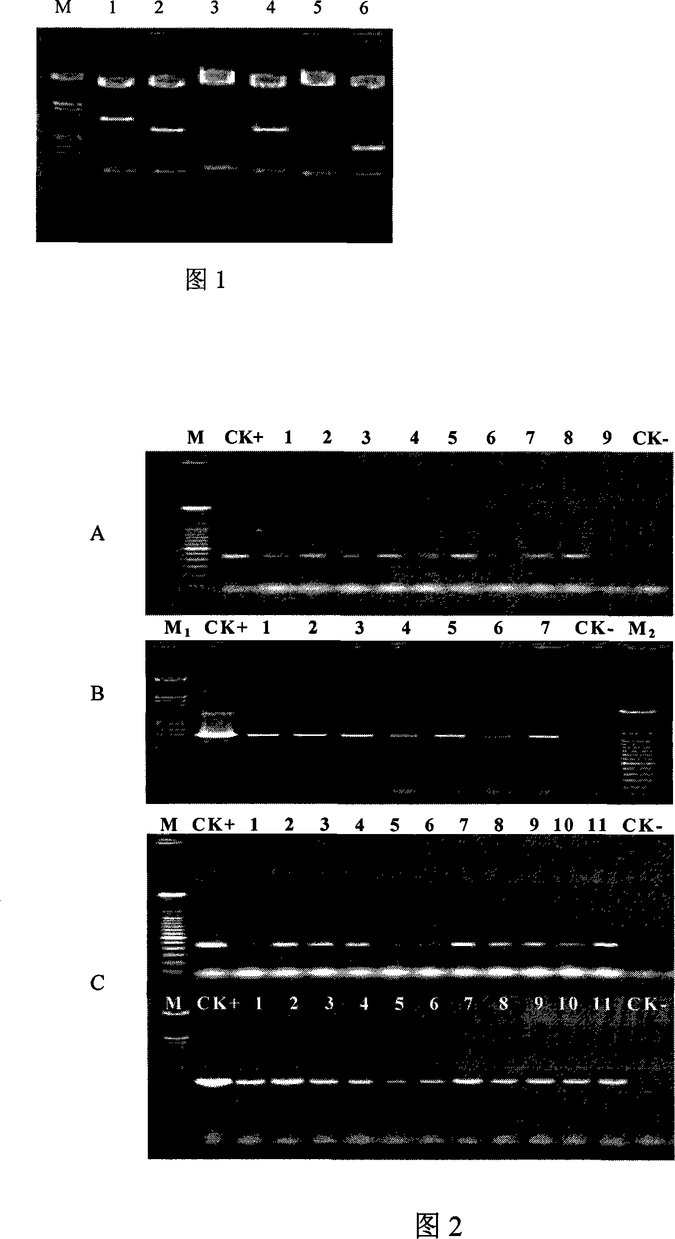 Bivalent expression carrier for culturing anti-glyphosate plants