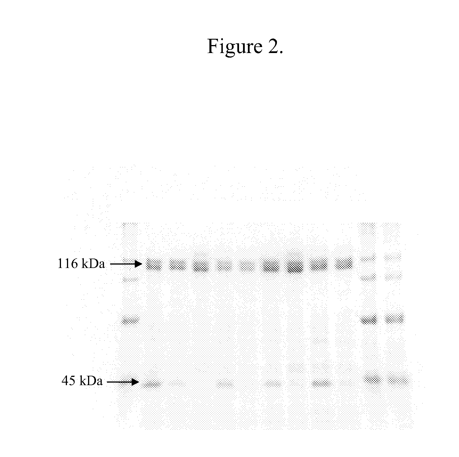 Compositions and methods for producing clostridial collagenases