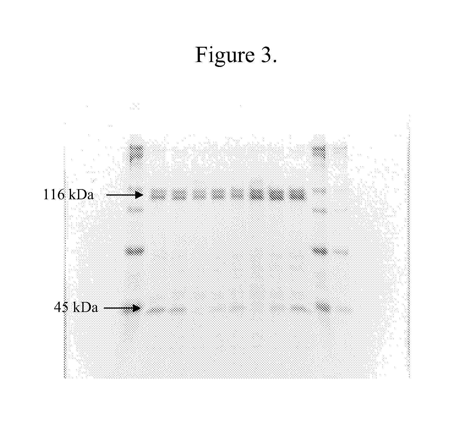 Compositions and methods for producing clostridial collagenases