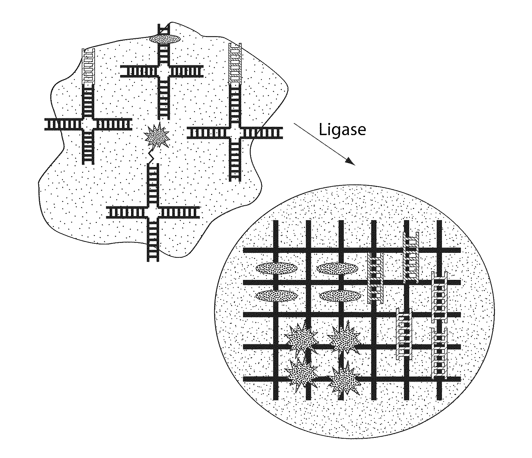 Branched DNA/RNA monomers and uses thereof