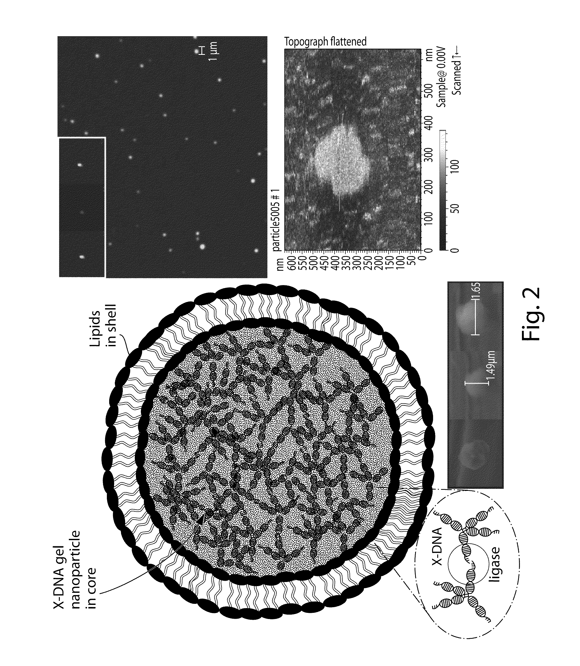 Branched DNA/RNA monomers and uses thereof