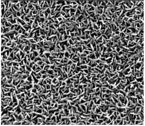 Method for constructing blade net nanostructure on surface of aluminum alloy