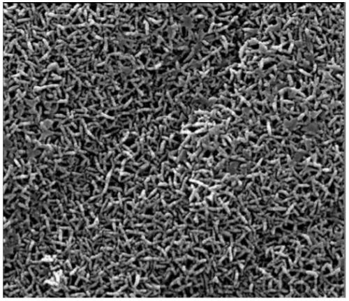 Method for constructing blade net nanostructure on surface of aluminum alloy