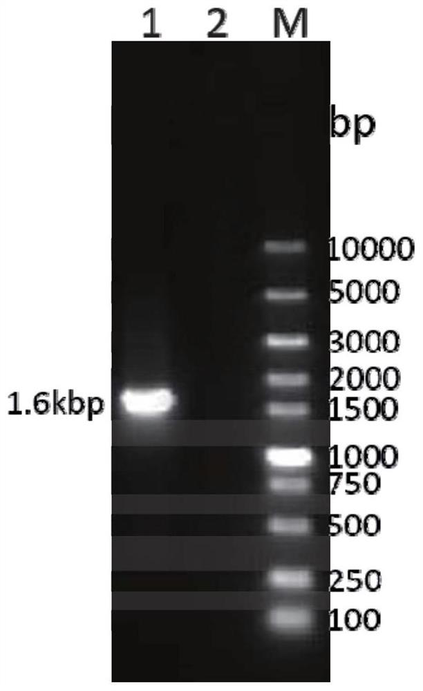Recombinant feline herpesvirus type 1 gB-gD protein and application thereof