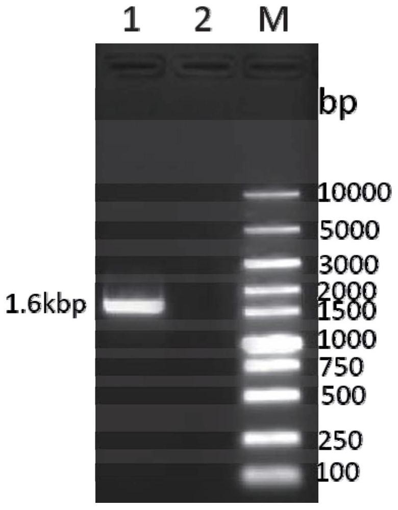 Recombinant feline herpesvirus type 1 gB-gD protein and application thereof