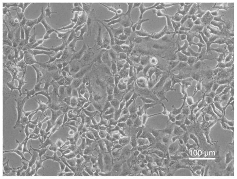 Suspension culture domestication method of MDCK cell line