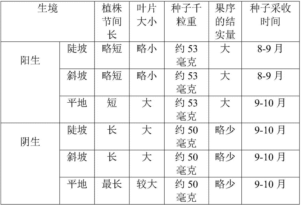 Seedling culture method of wild cordate houttuynia