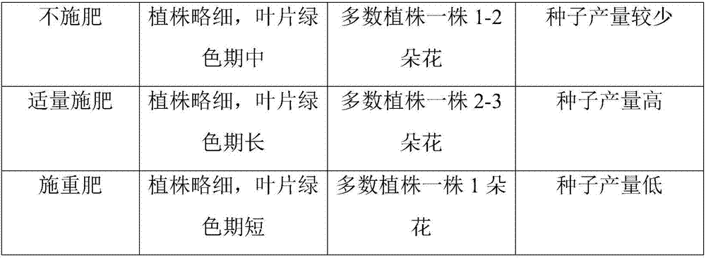 Seedling culture method of wild cordate houttuynia