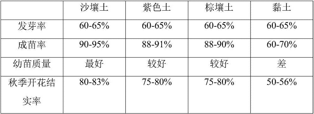 Seedling culture method of wild cordate houttuynia