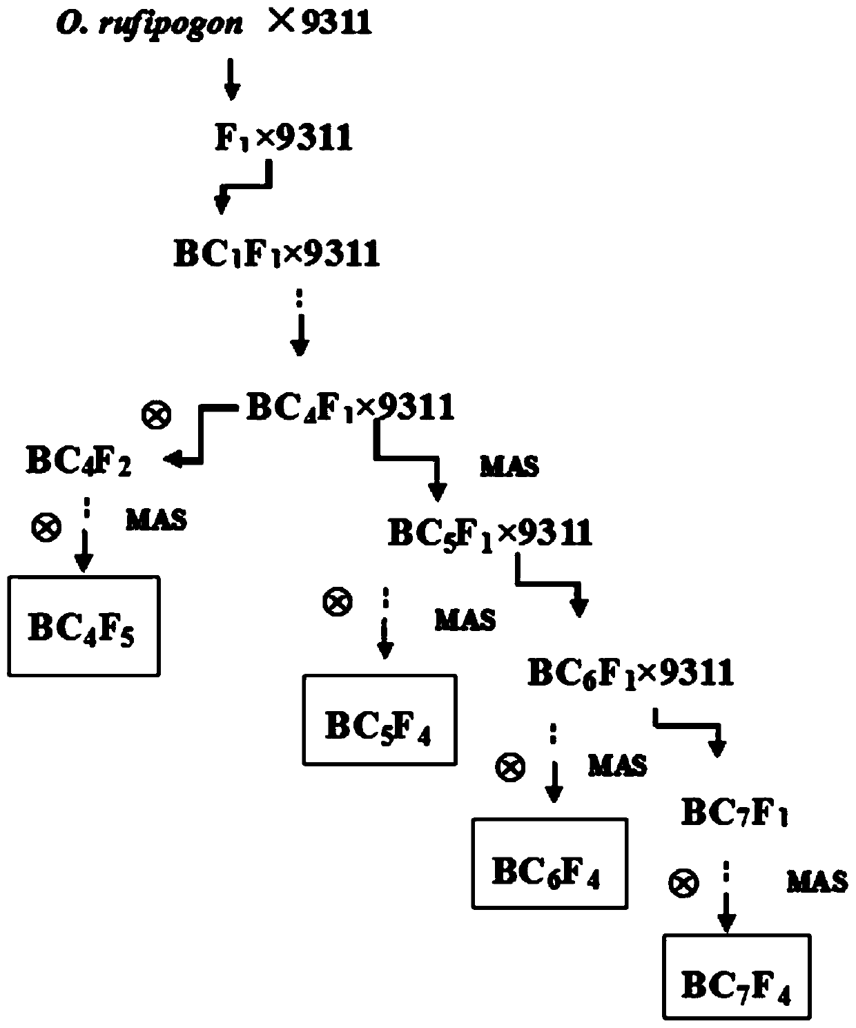 A method for constructing wild rice chromosome segment replacement line