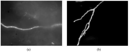 A fungal fluorescent dye