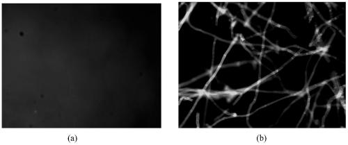 A fungal fluorescent dye