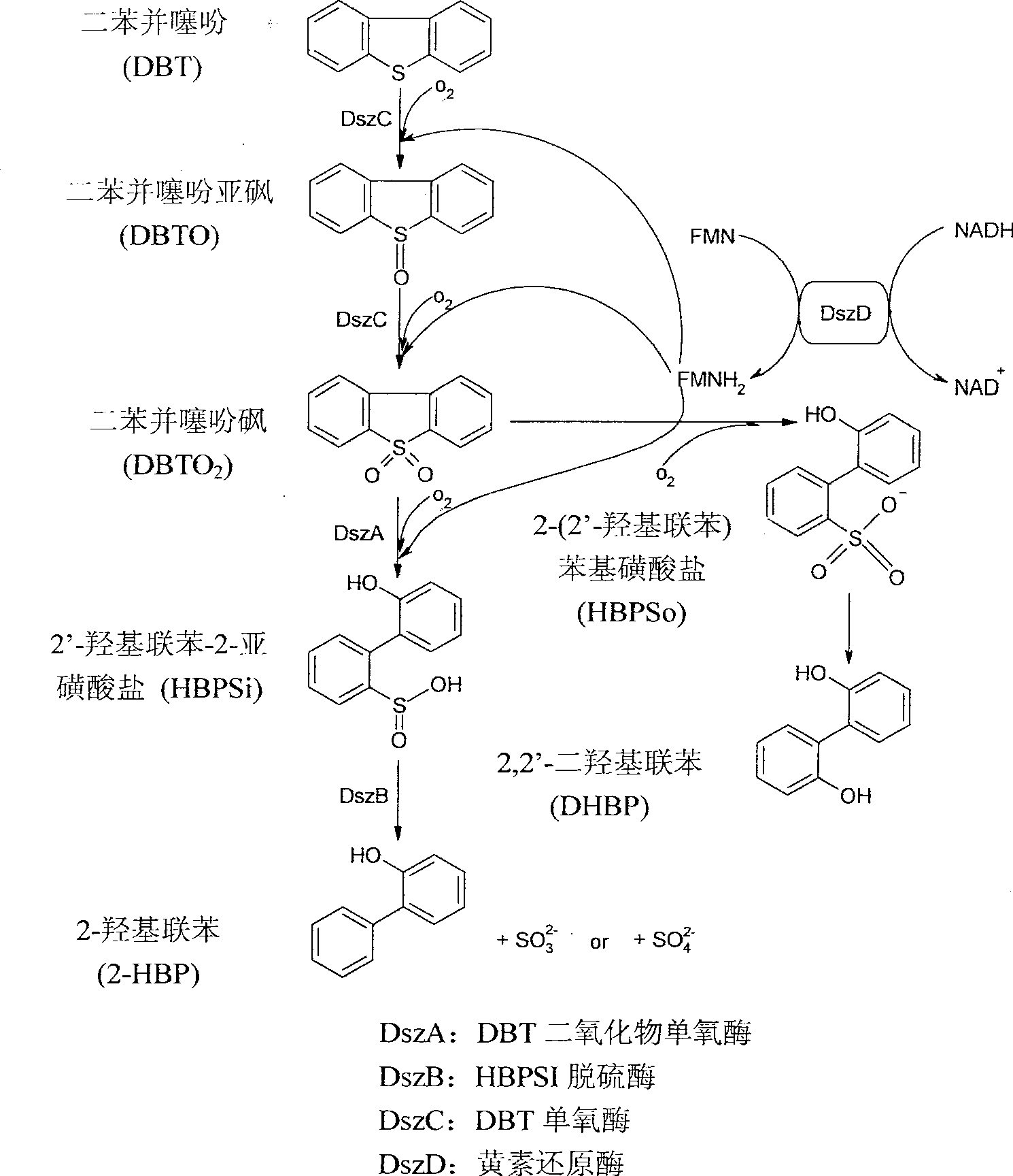 Sulfate-resistant Rhodococcus erythropolis and use thereof