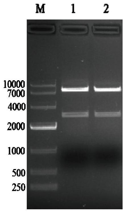 Subunit fusion protein tG on surface of rabies virus, and preparation method and application of subunit fusion protein tG