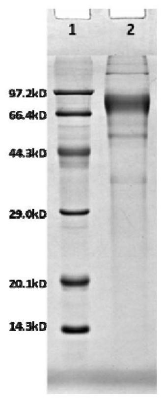 Subunit fusion protein tG on surface of rabies virus, and preparation method and application of subunit fusion protein tG