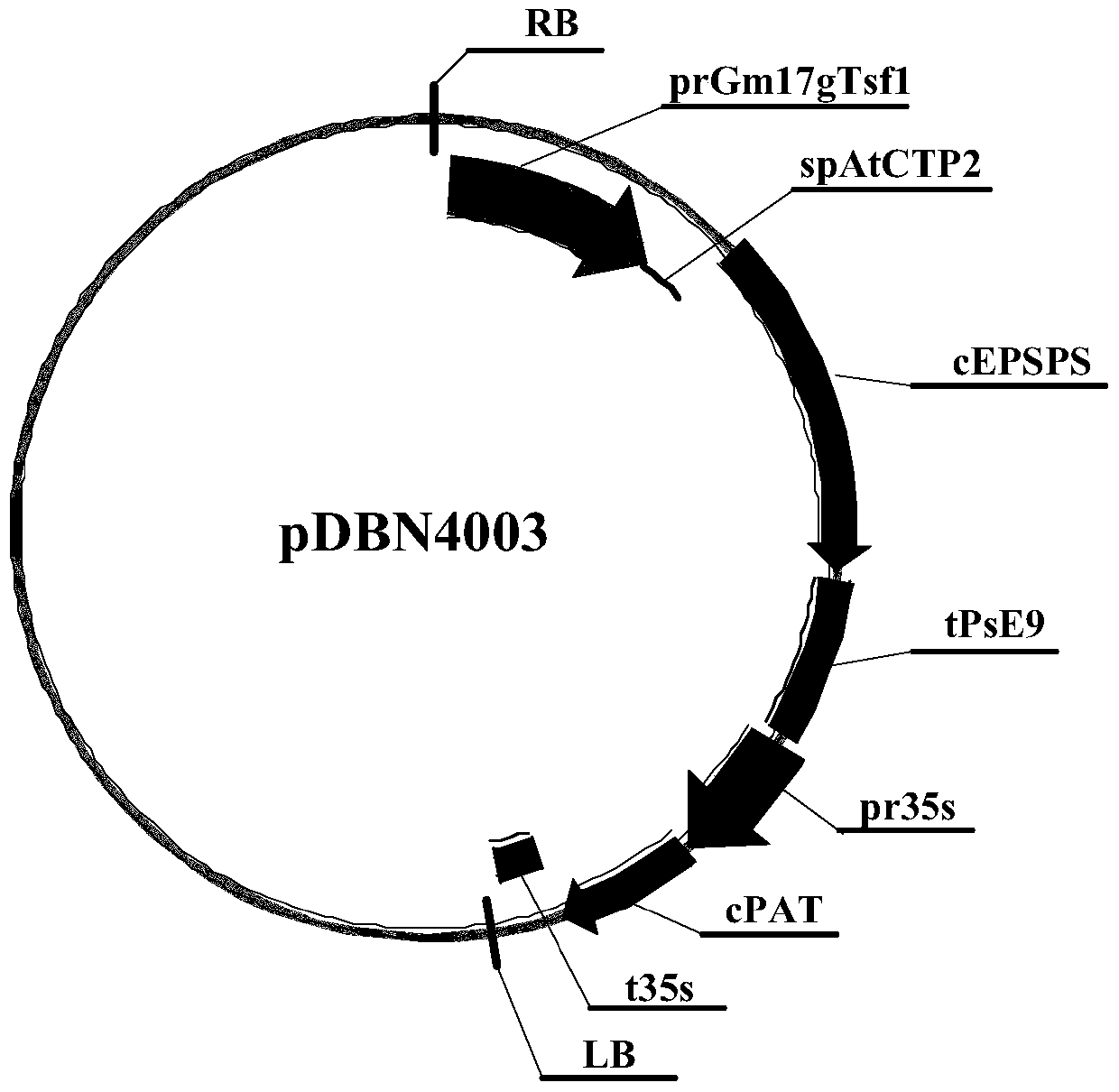 Nucleic acid sequence and method for detecting herbicide-tolerant soybean plant dbn9004