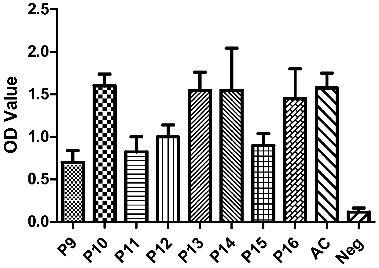 Porcine circular synthetic peptide vaccine and its preparation method and application