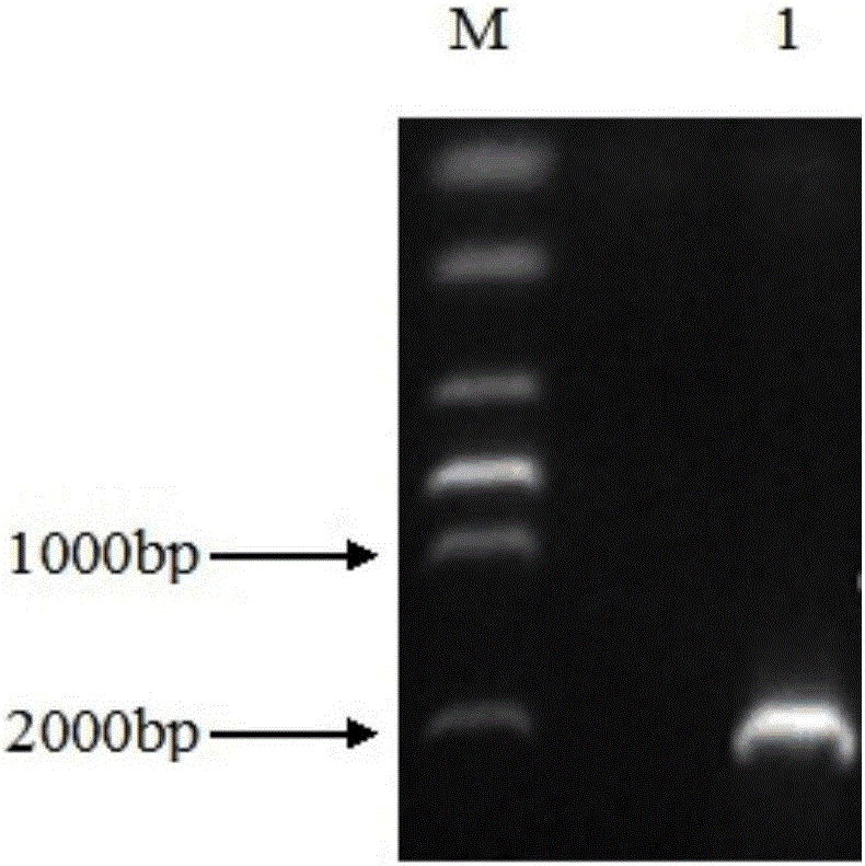 A gene related to eggplant verticillium wilt resistance, an acquiring method thereof and applications of the gene