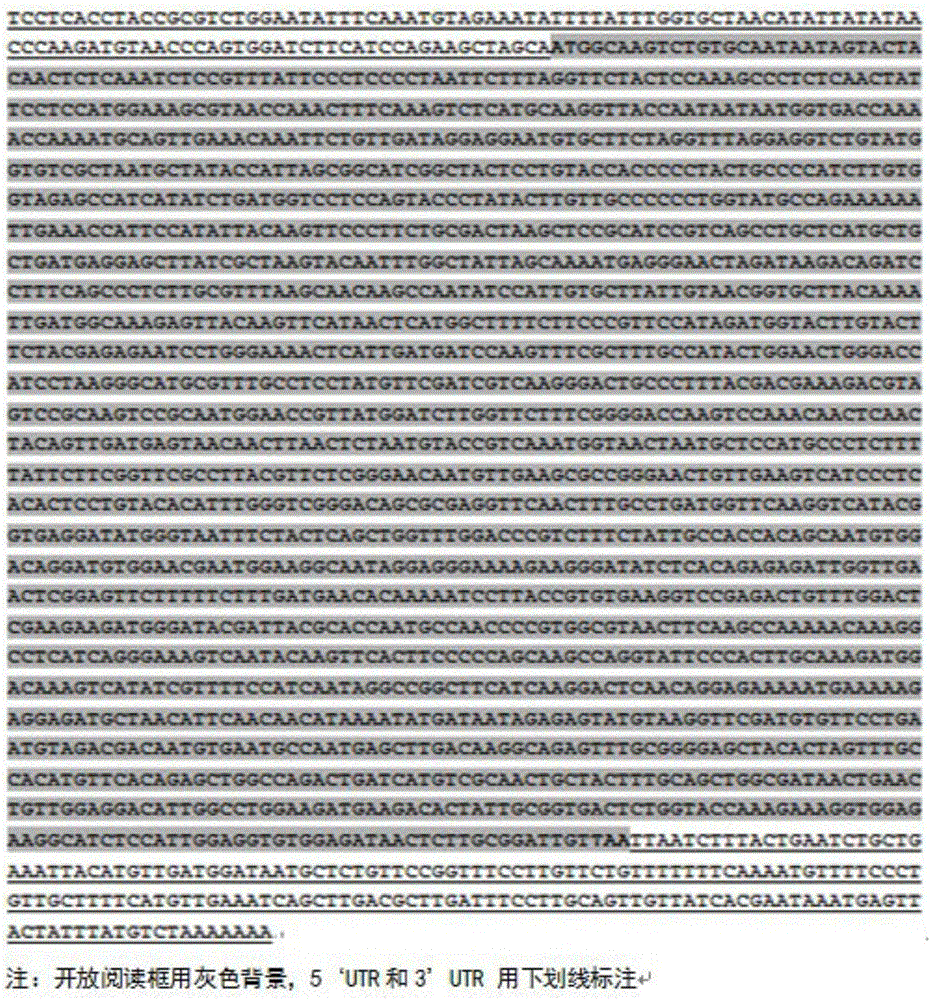 A gene related to eggplant verticillium wilt resistance, an acquiring method thereof and applications of the gene