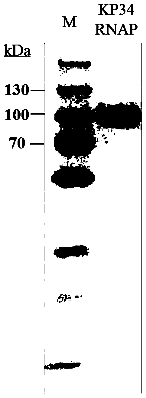 Single subunit RNA polymerase, its purification method and its application in RNA synthesis