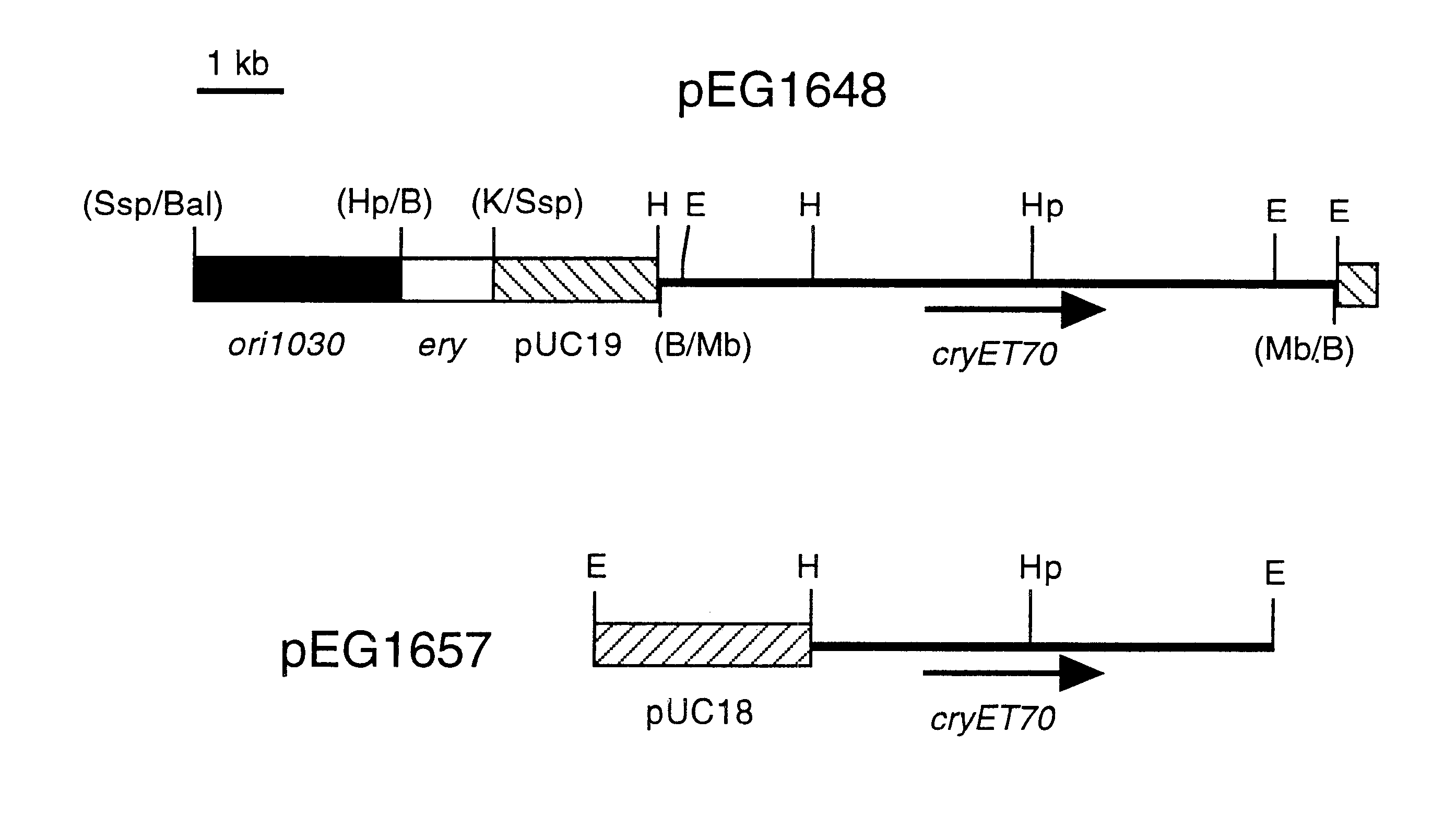 Polypeptide compositions toxic to diabrotic insects, and methods of use
