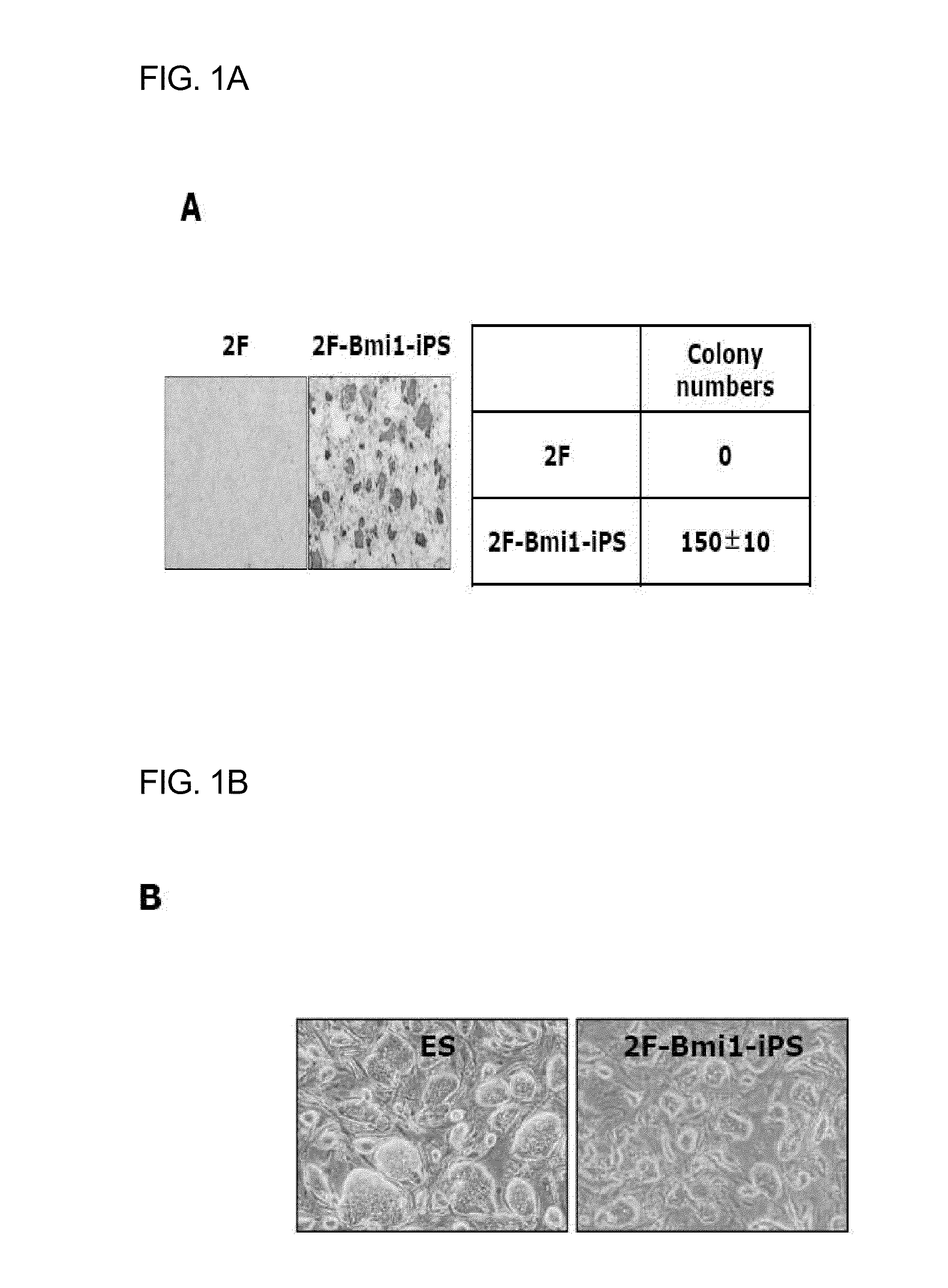 COMPOSITION FOR REPROGRAMMING SOMATIC CELLS TO GENERATE INDUCED PLURIPOTENT STEM CELLS, COMPRISING Oct4 IN COMBINATION WITH Bmi1 OR ITS UPSTREAM REGULATOR, AND METHOD FOR GENERATING INDUCED PLURIPOTENT STEM CELLS USING THE SAME