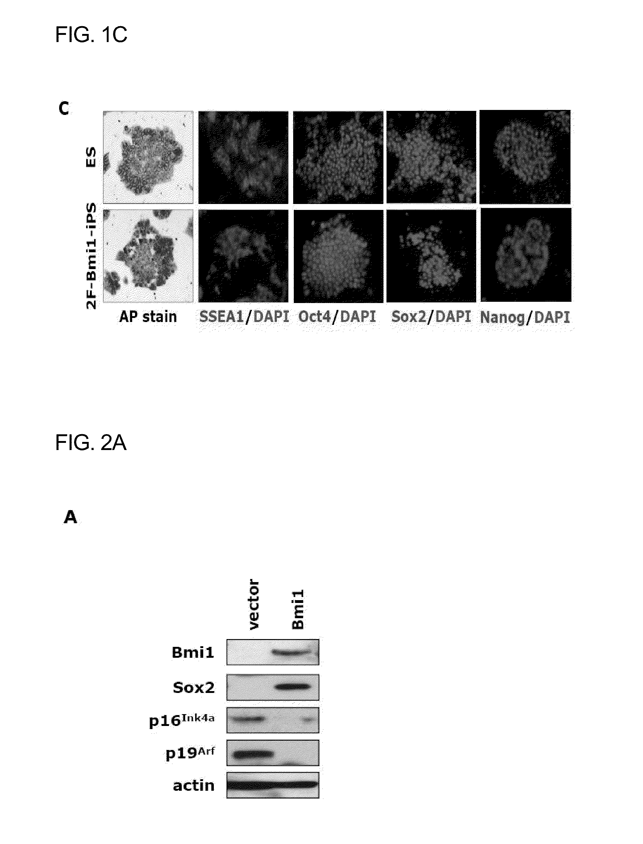 COMPOSITION FOR REPROGRAMMING SOMATIC CELLS TO GENERATE INDUCED PLURIPOTENT STEM CELLS, COMPRISING Oct4 IN COMBINATION WITH Bmi1 OR ITS UPSTREAM REGULATOR, AND METHOD FOR GENERATING INDUCED PLURIPOTENT STEM CELLS USING THE SAME