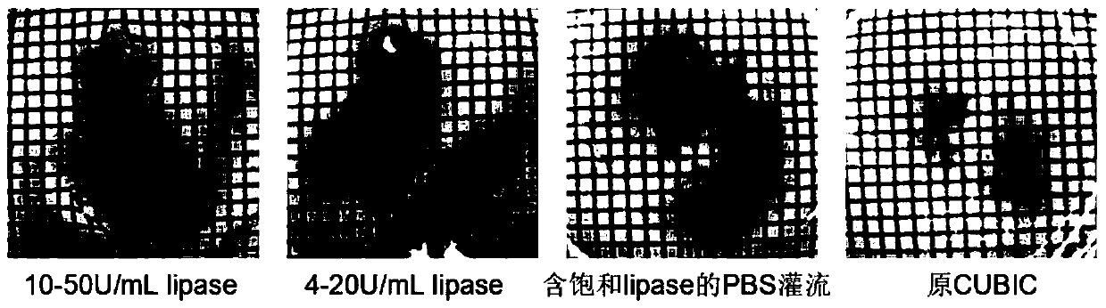 Biological tissue transparence imaging technology