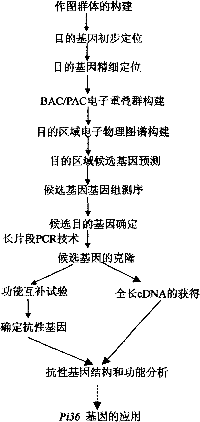 Resistance gene Pi36 of rice blast and its use