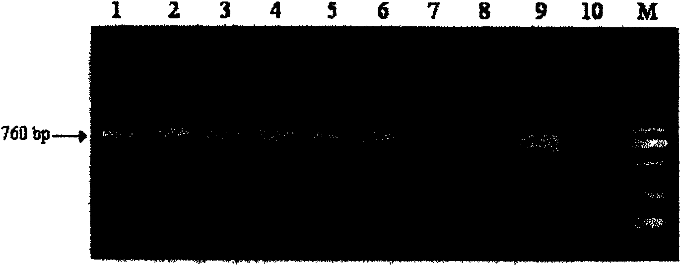 Resistance gene Pi36 of rice blast and its use