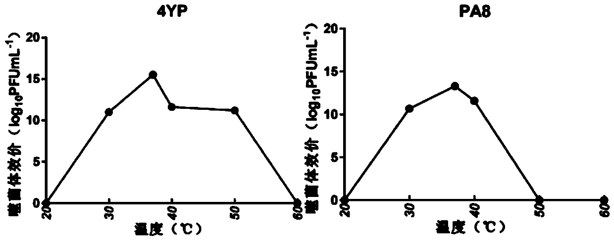 Novel phage composition of Clostridium perfringens and application of phage composition