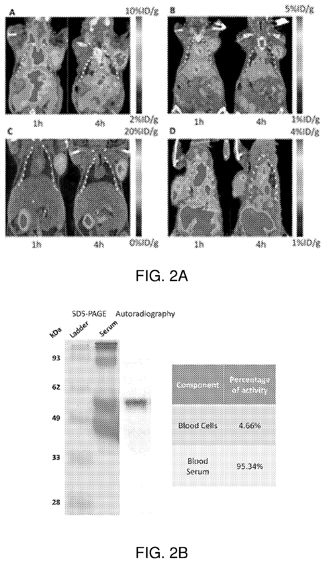 Conformationally strained trans-cycloalkenes for radiolabeling