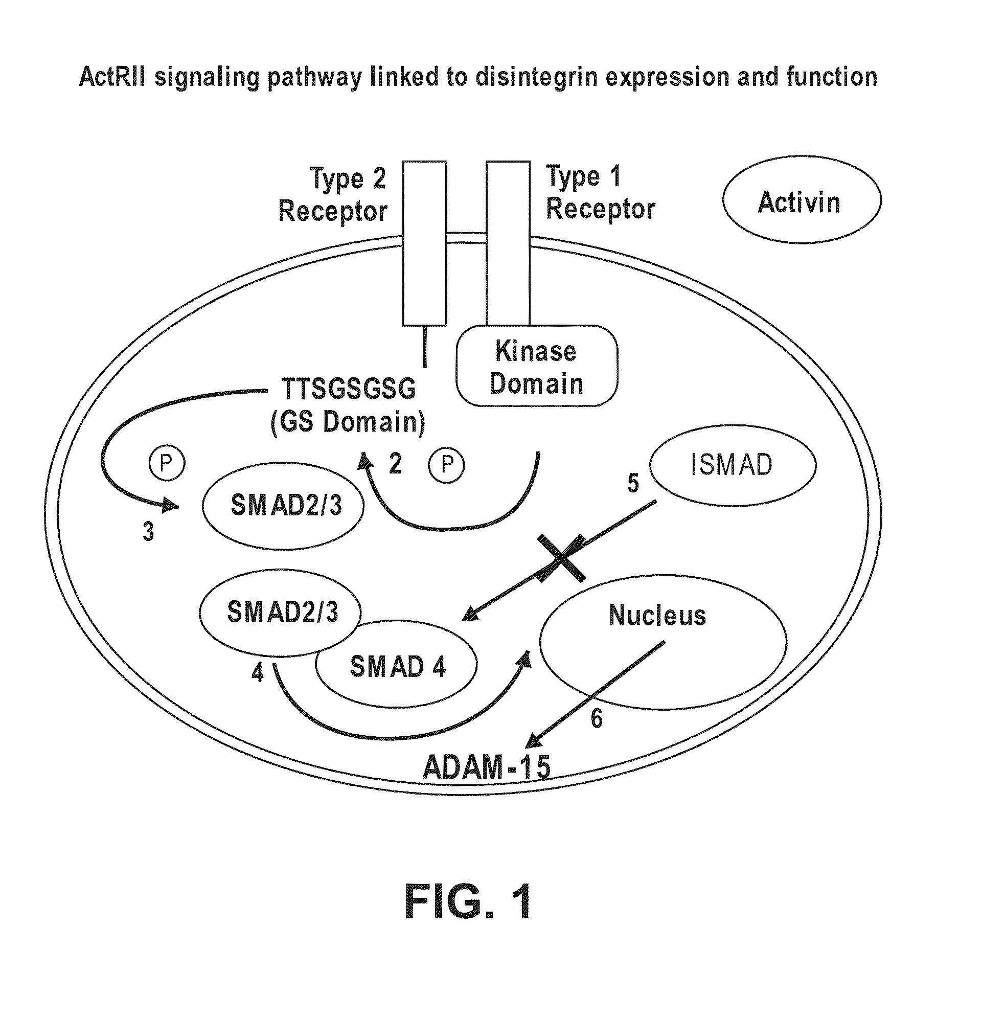 Method for Identifying Agents that Inhibit Cell Migration, Promote Cell Adhesion and Prevent Metastasis