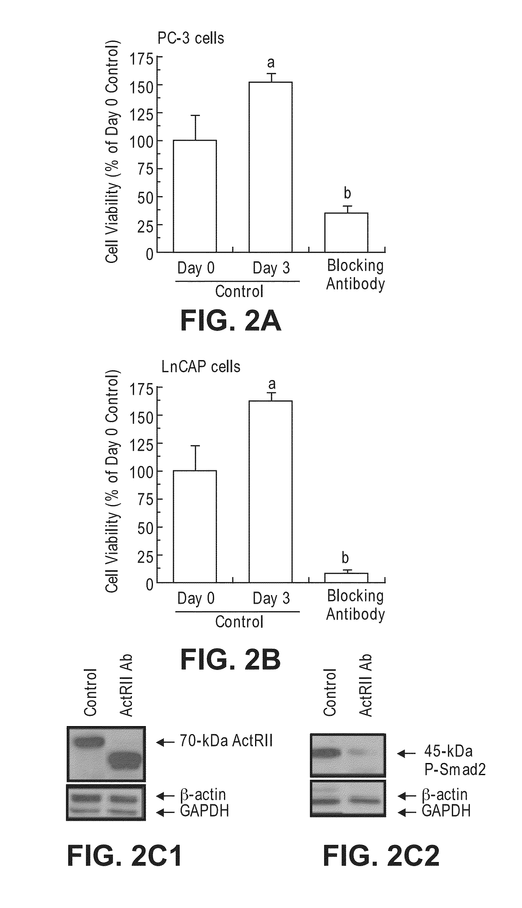 Method for Identifying Agents that Inhibit Cell Migration, Promote Cell Adhesion and Prevent Metastasis