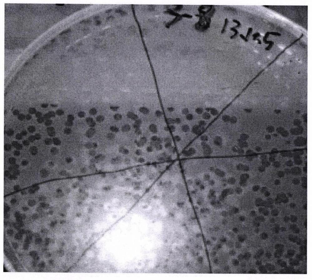 Isolation and Identification of a Novel Enterohaemorrhagic Escherichia coli o157 Phage PE-3 in Sewage Treatment System