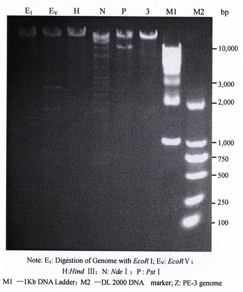 Isolation and Identification of a Novel Enterohaemorrhagic Escherichia coli o157 Phage PE-3 in Sewage Treatment System