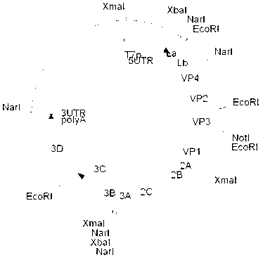 Safe carrier for seed viruses of inactivated vaccine for foot-and-mouth disease and application thereof