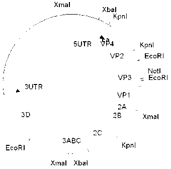 Safe carrier for seed viruses of inactivated vaccine for foot-and-mouth disease and application thereof