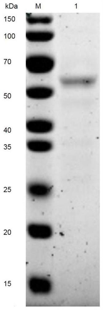 Amine oxidase ASAO, preparation method and application