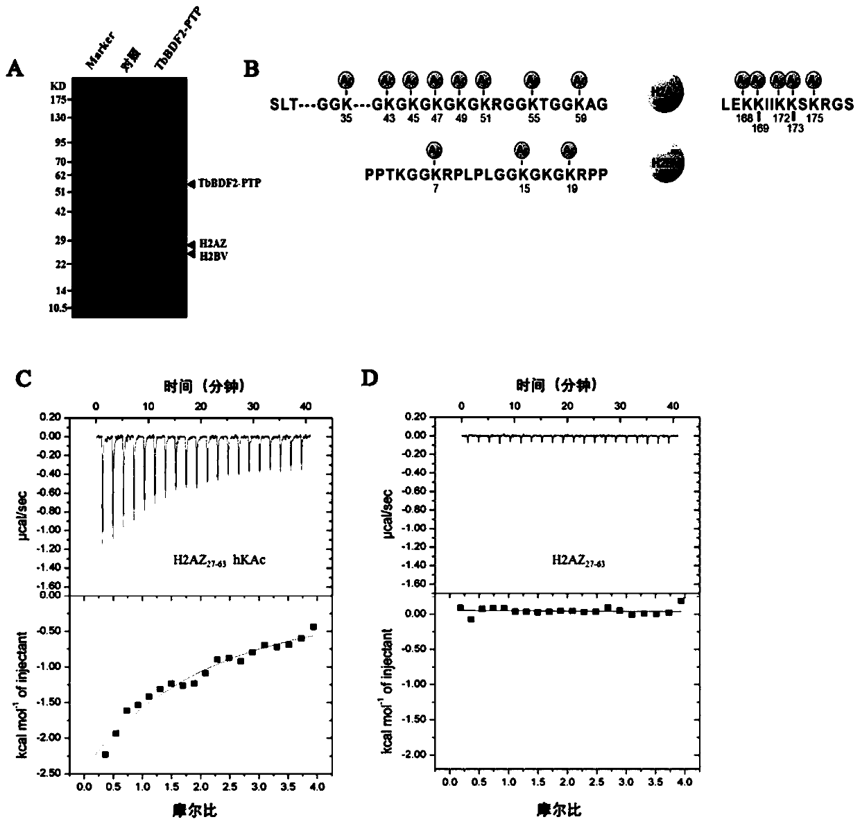 Compounds capable of killing trypanosoma brucei and their application in the treatment of trypanosomiasis