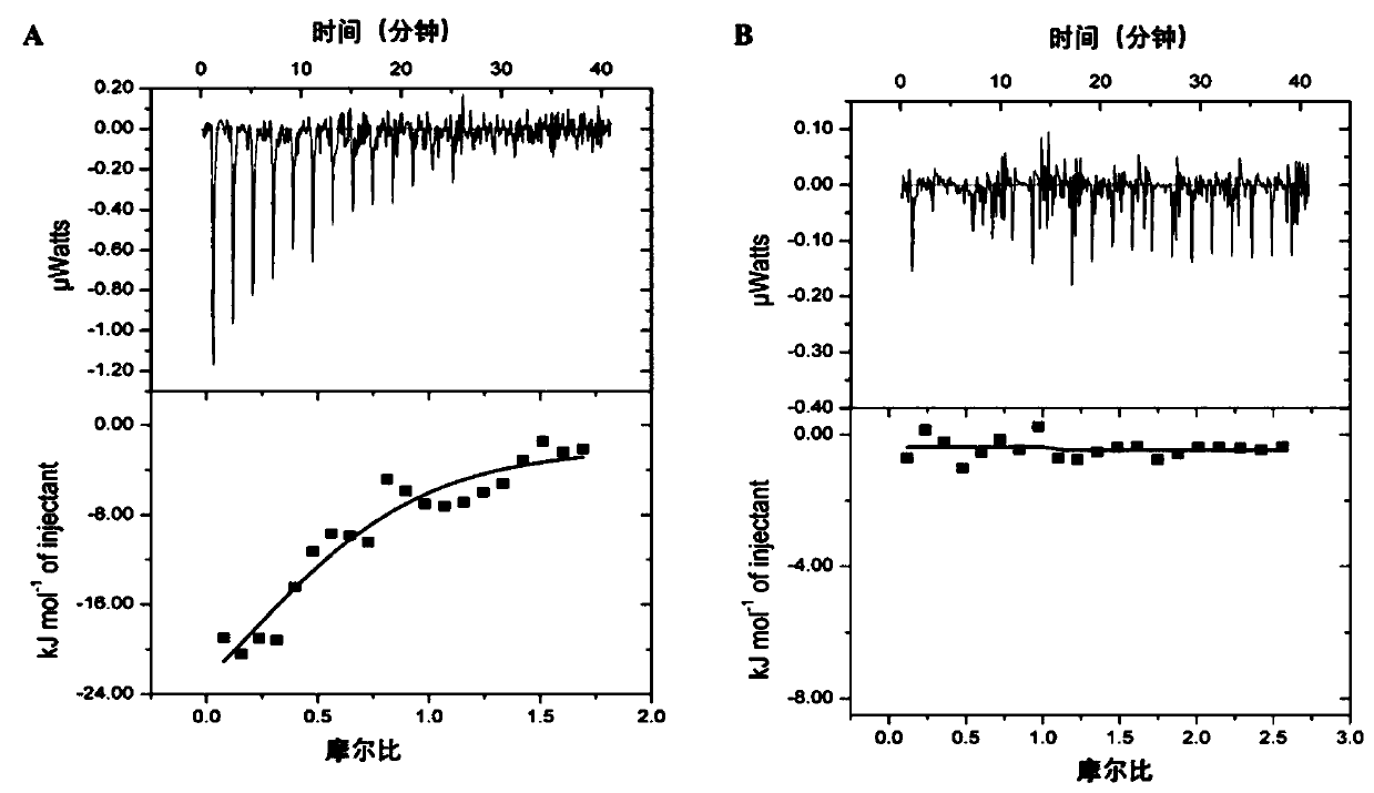 Compounds capable of killing trypanosoma brucei and their application in the treatment of trypanosomiasis