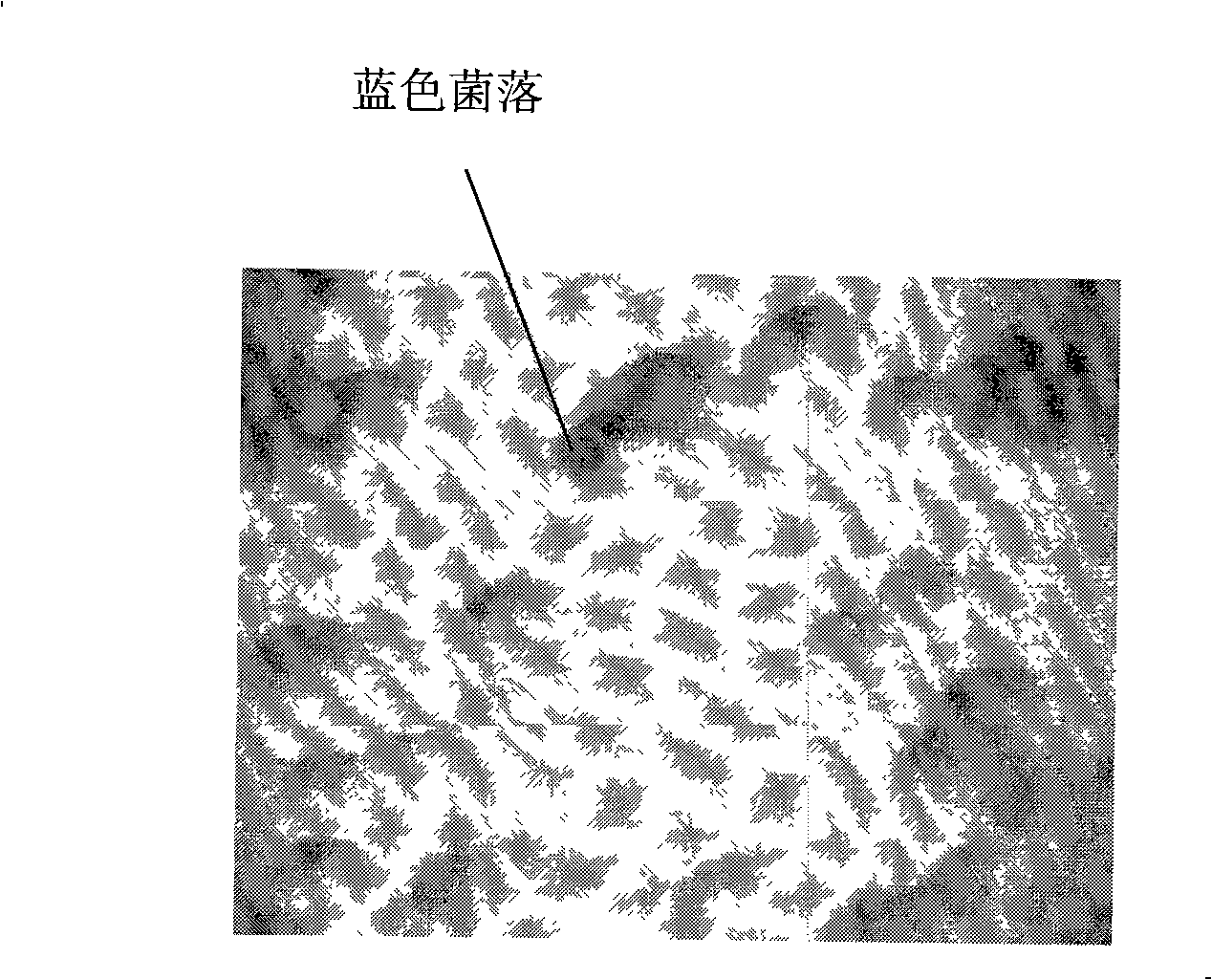 Chrysalid pteromalid antibiotic protein Pp-AP3 and encoding nucleic acid sequence thereof