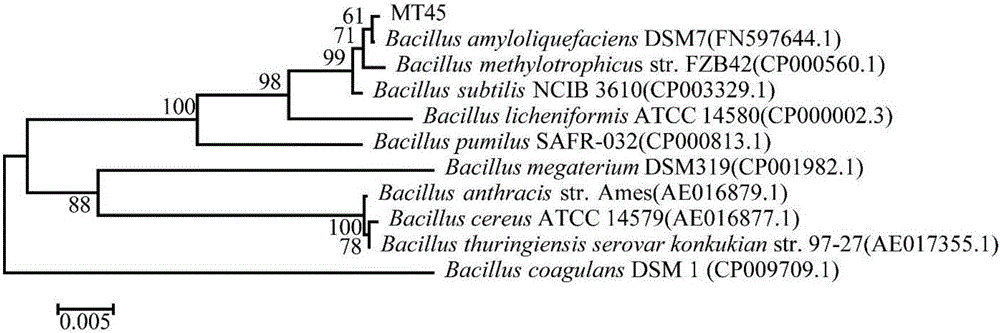 Method for producing surfactin by applying bacillus amyloliquefaciens