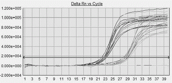 Primer, probe and kit for detecting type-16 HPV (human papillomavirus)