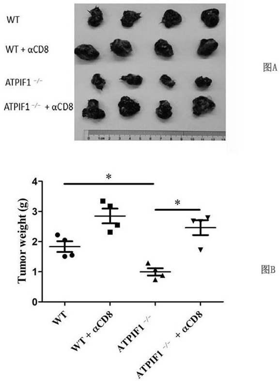 Application of atpif1 gene silenced T cells in preparation of antitumor drugs
