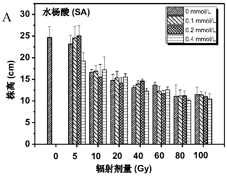 Method for &lt;60&gt;Co-gamma radiation mutation breeding of new tulipa gesneriana variety with protective agent